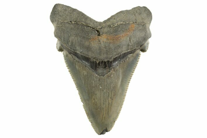 Serrated Angustidens Tooth - Megalodon Ancestor #321681